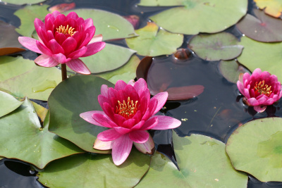 Nymphaea Baby red